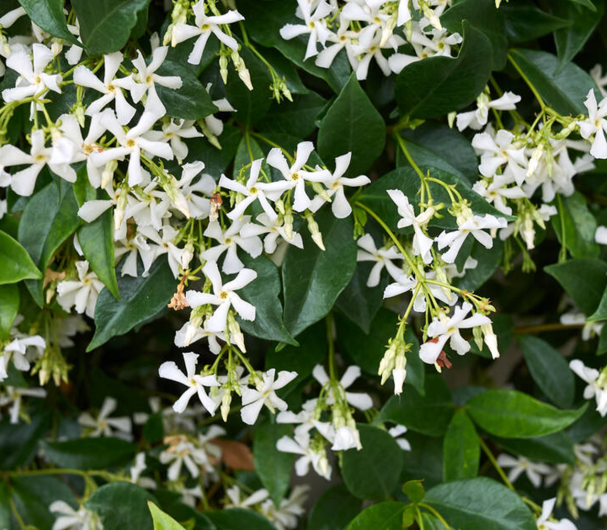 Trachelospermum jasminoides