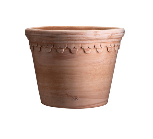 Københavner (Large) - Spore Nursery