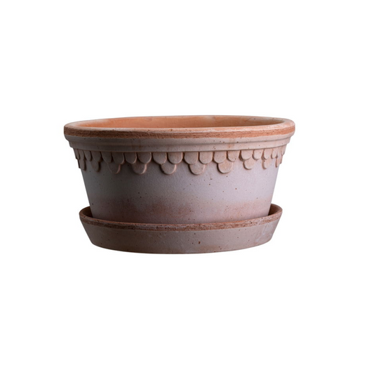 Københavner laag - Spore Nursery