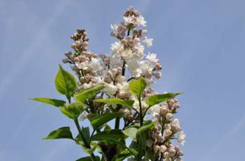 Syringa vulgaris 'Beauty of Moscow'