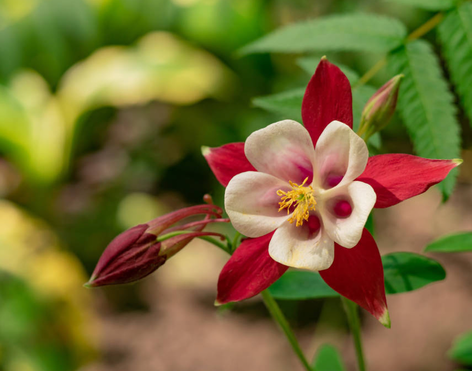 Aquilegia caerulea (rood)