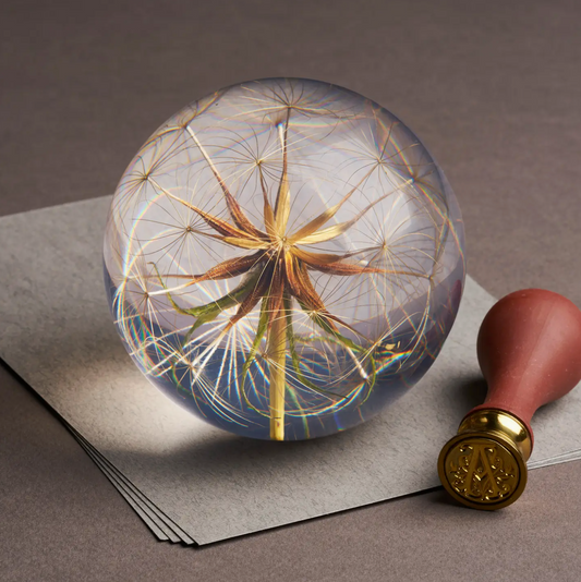 Presse papier: Tragopogon - Spore Nursery