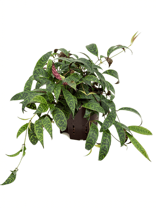Aeschynanthus longicaulis - Spore Nursery