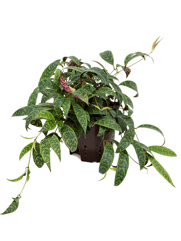 Aeschynanthus longicaulis