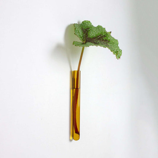 Muurbloempje: Amber - Spore Nursery