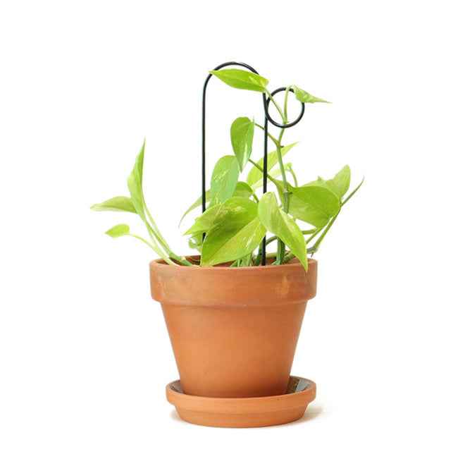 Mini plant stake zwart - Bump