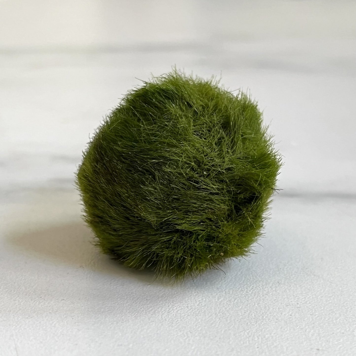 Marimo mosbal
