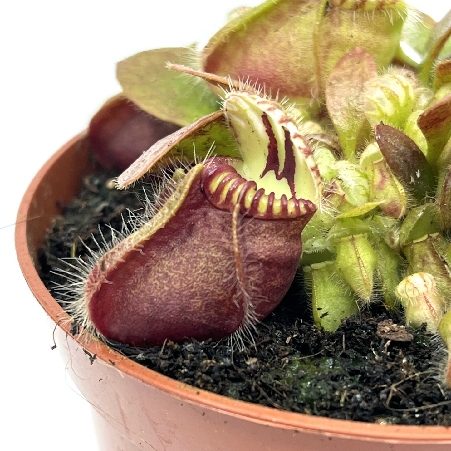 Cephalotus follicularis