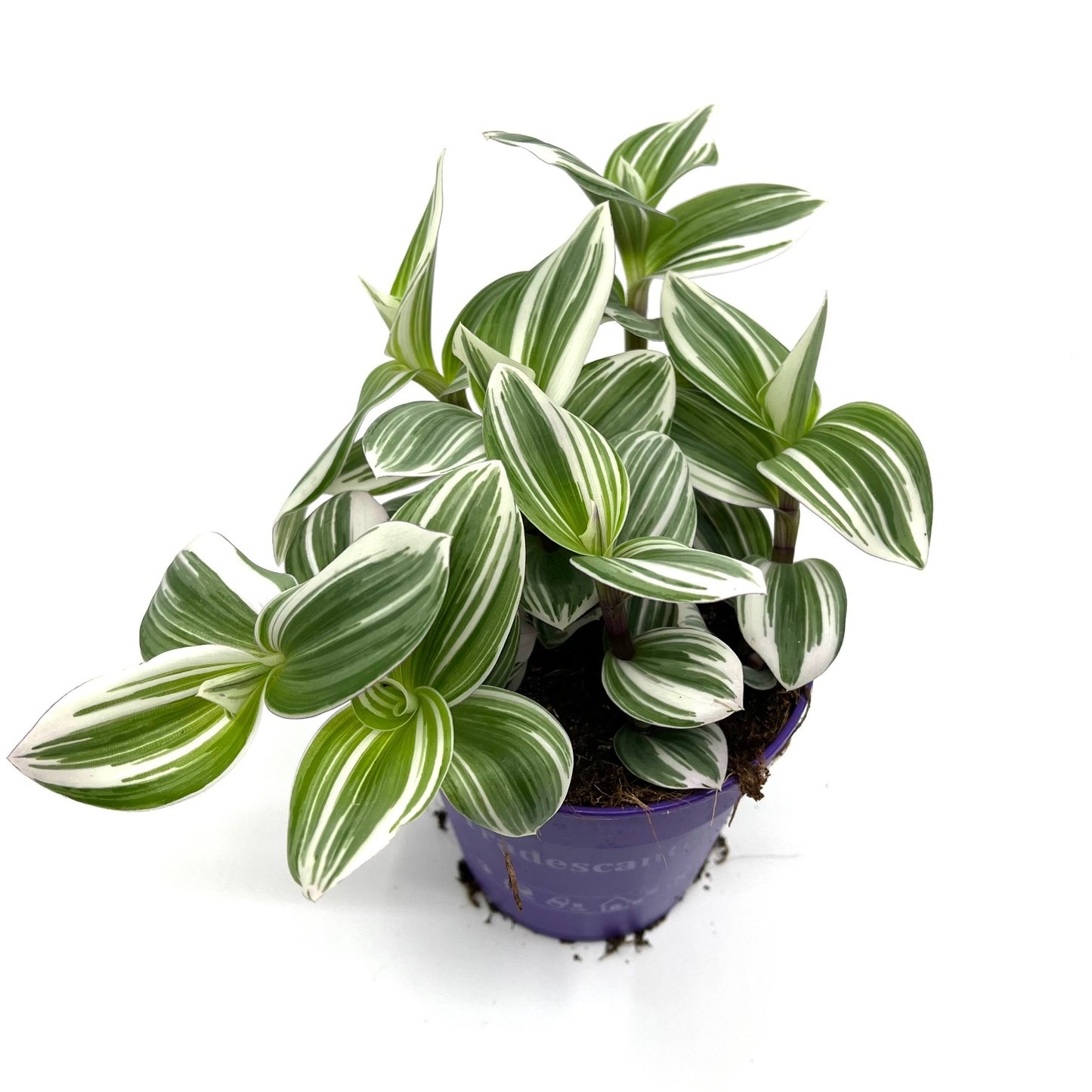 Tradescantia fluminensis 'Brightness'