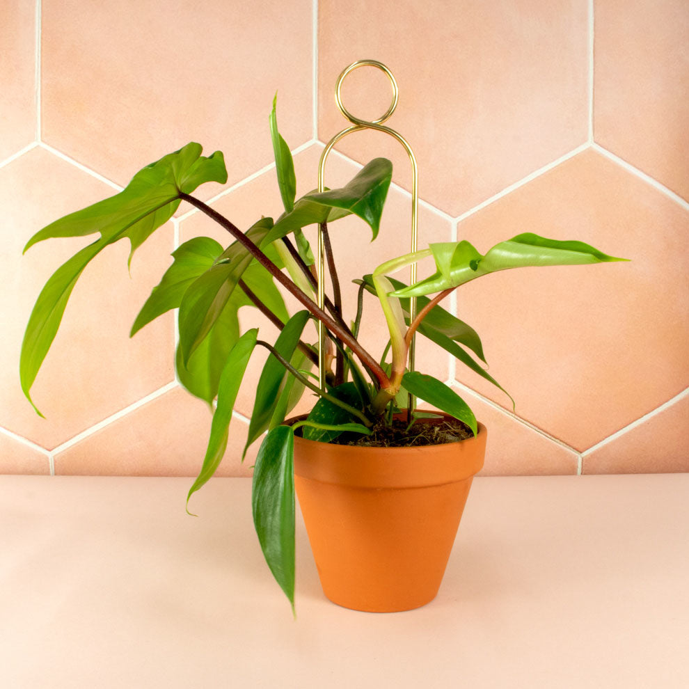 Mini plant stake goud - Pompom