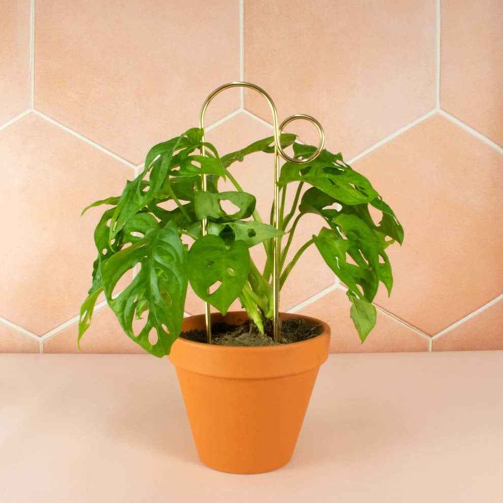 Mini plant stake goud - Bump