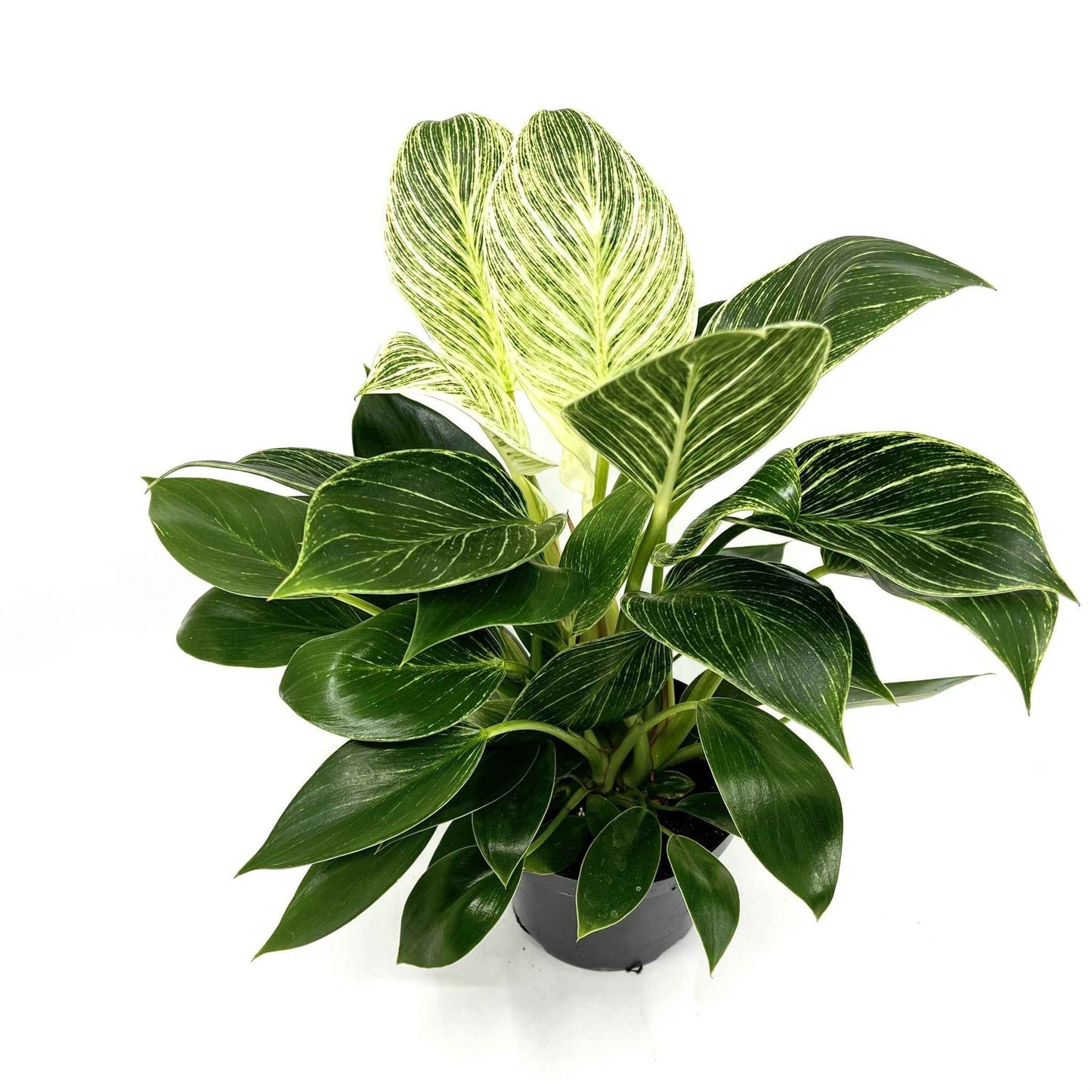 Philodendron 'Birkin'