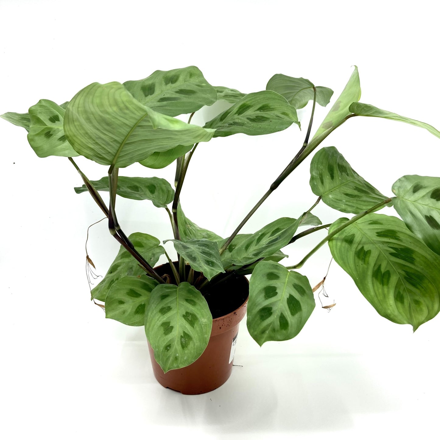 Maranta leuconeura 'Kerchoveana'