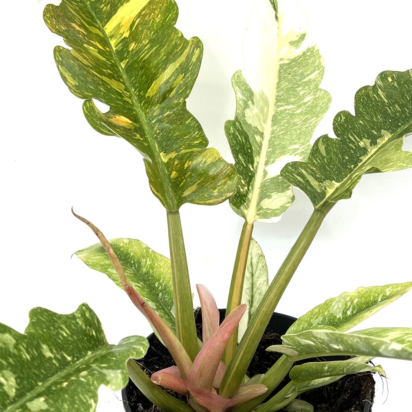 Philodendron 'Ring of Fire'