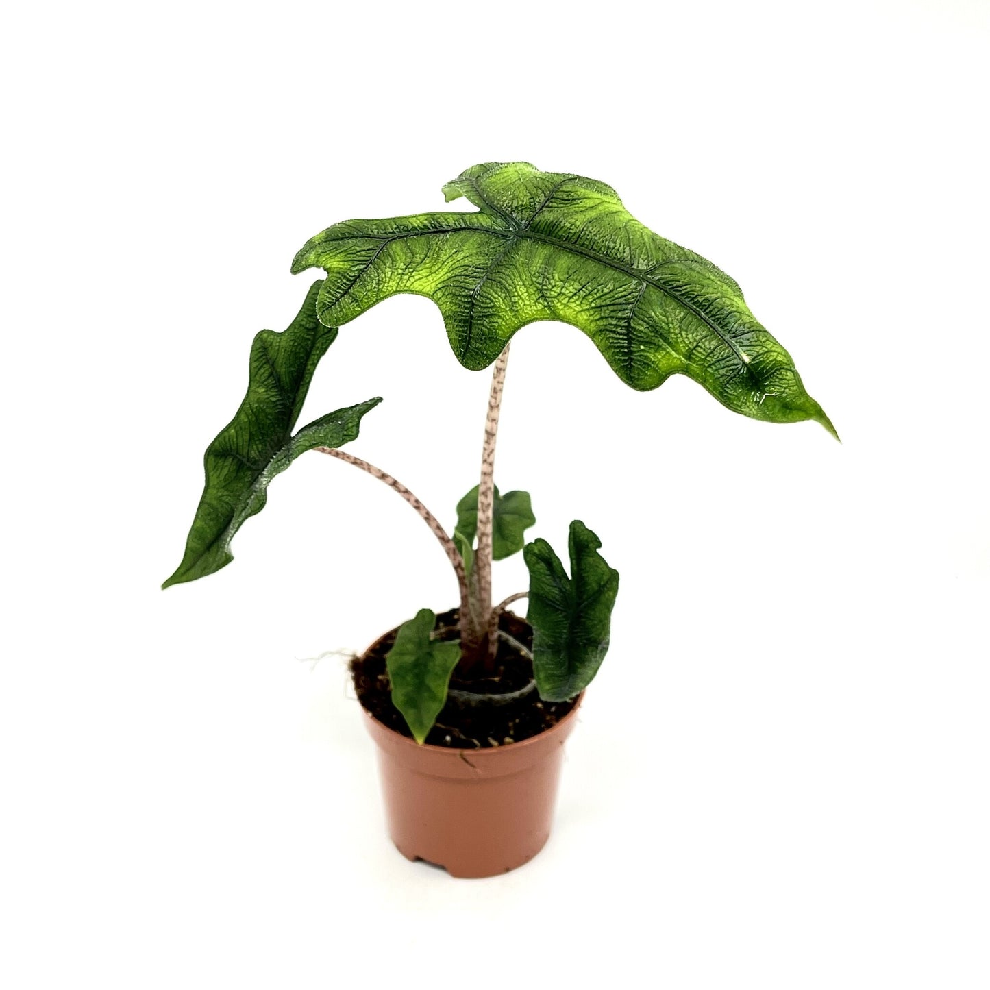 Alocasia tandurusa 'Jacklin'