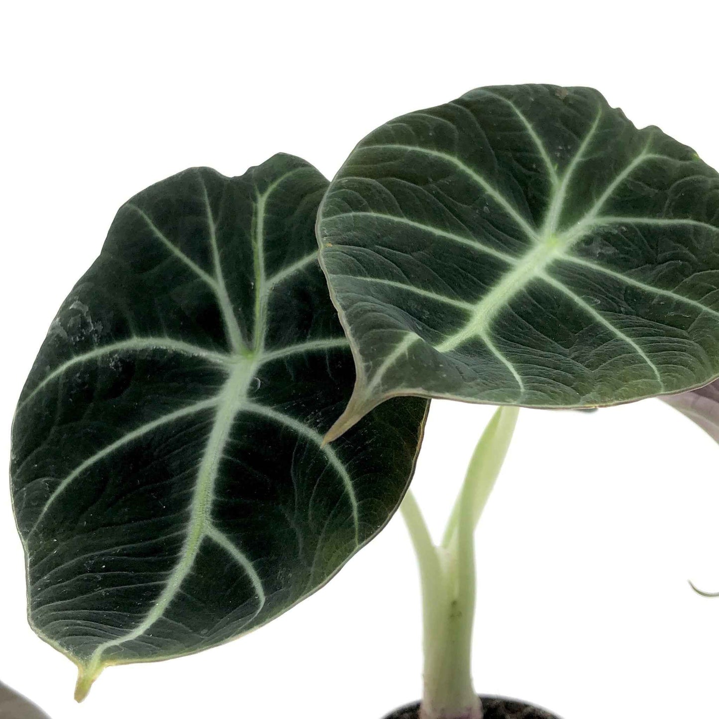 Alocasia reginula 'Black Velvet'