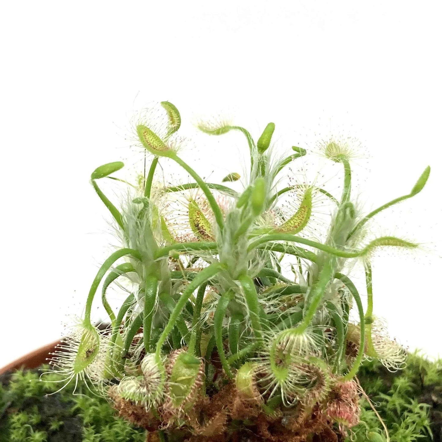 Drosera scorpioides