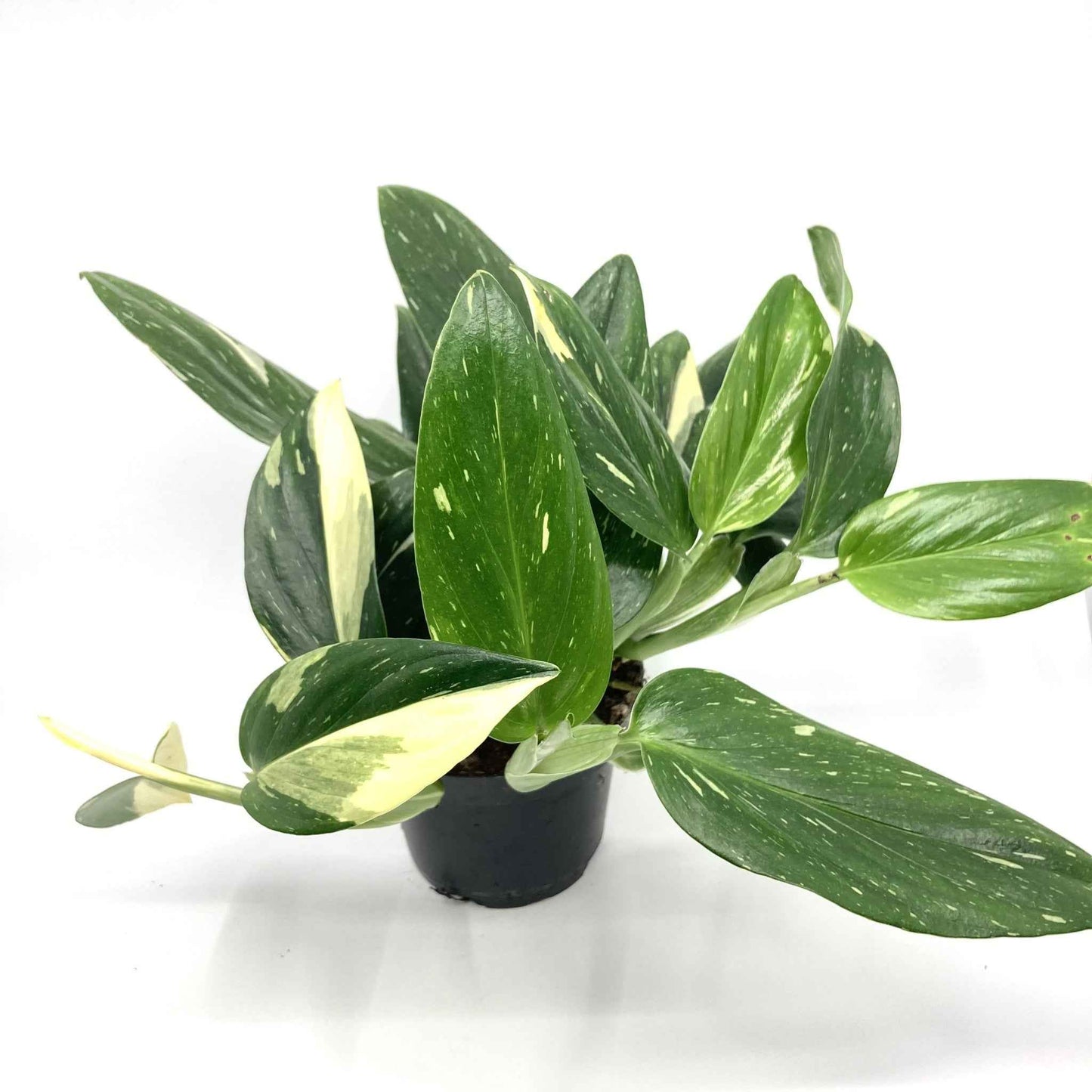 Monstera standleyana variegata