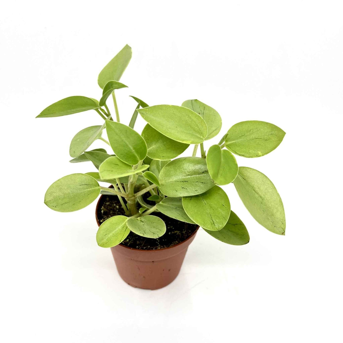 Peperomia orba 'Pixie Lime'