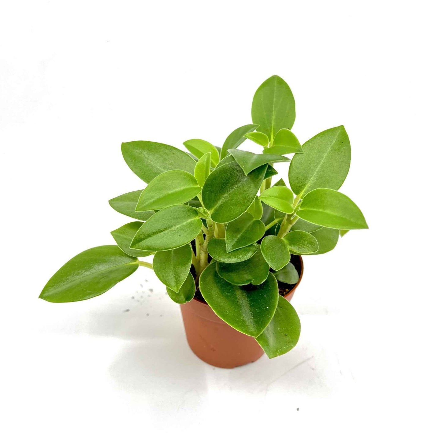 Peperomia orba 'Pixie Green'