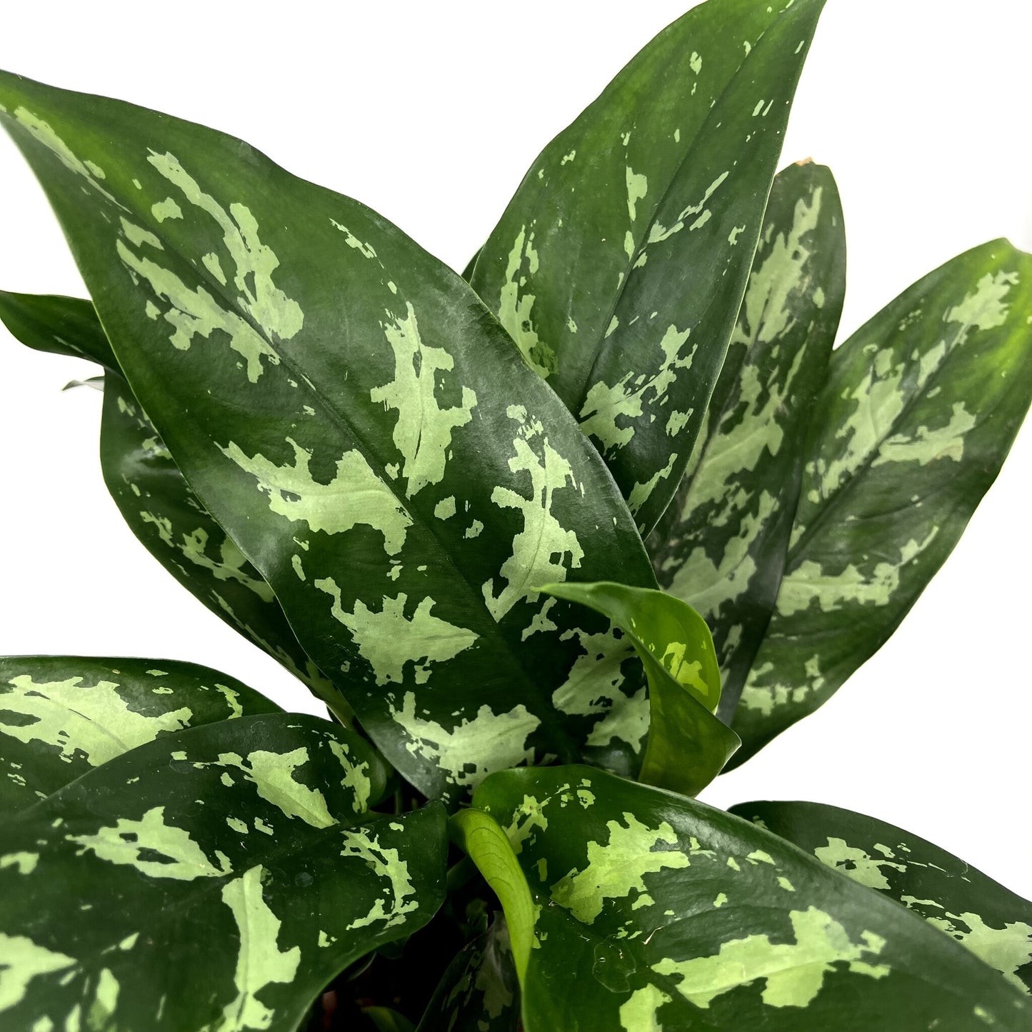 Aglaonema commutatum 'Maria'