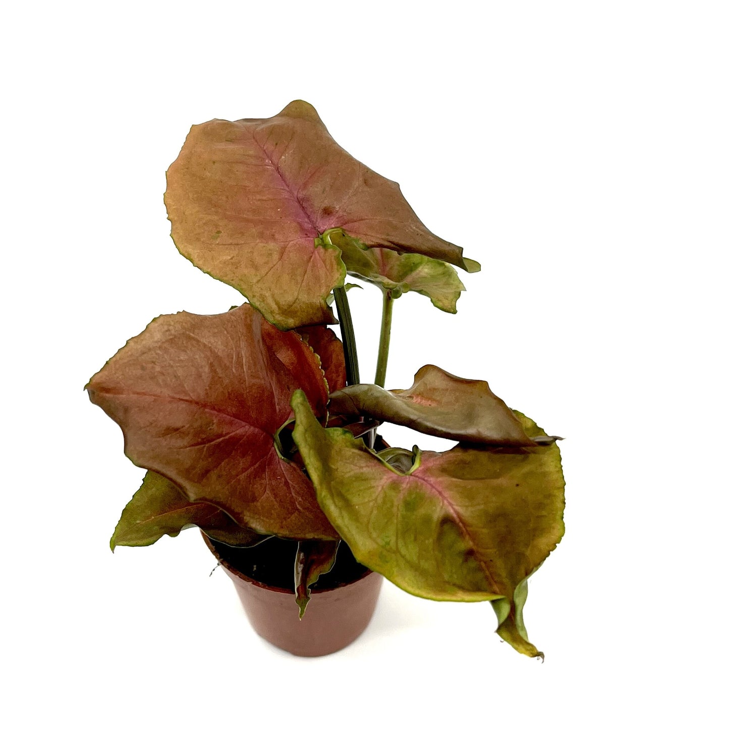 Syngonium podophyllum 'Purple Beauty'
