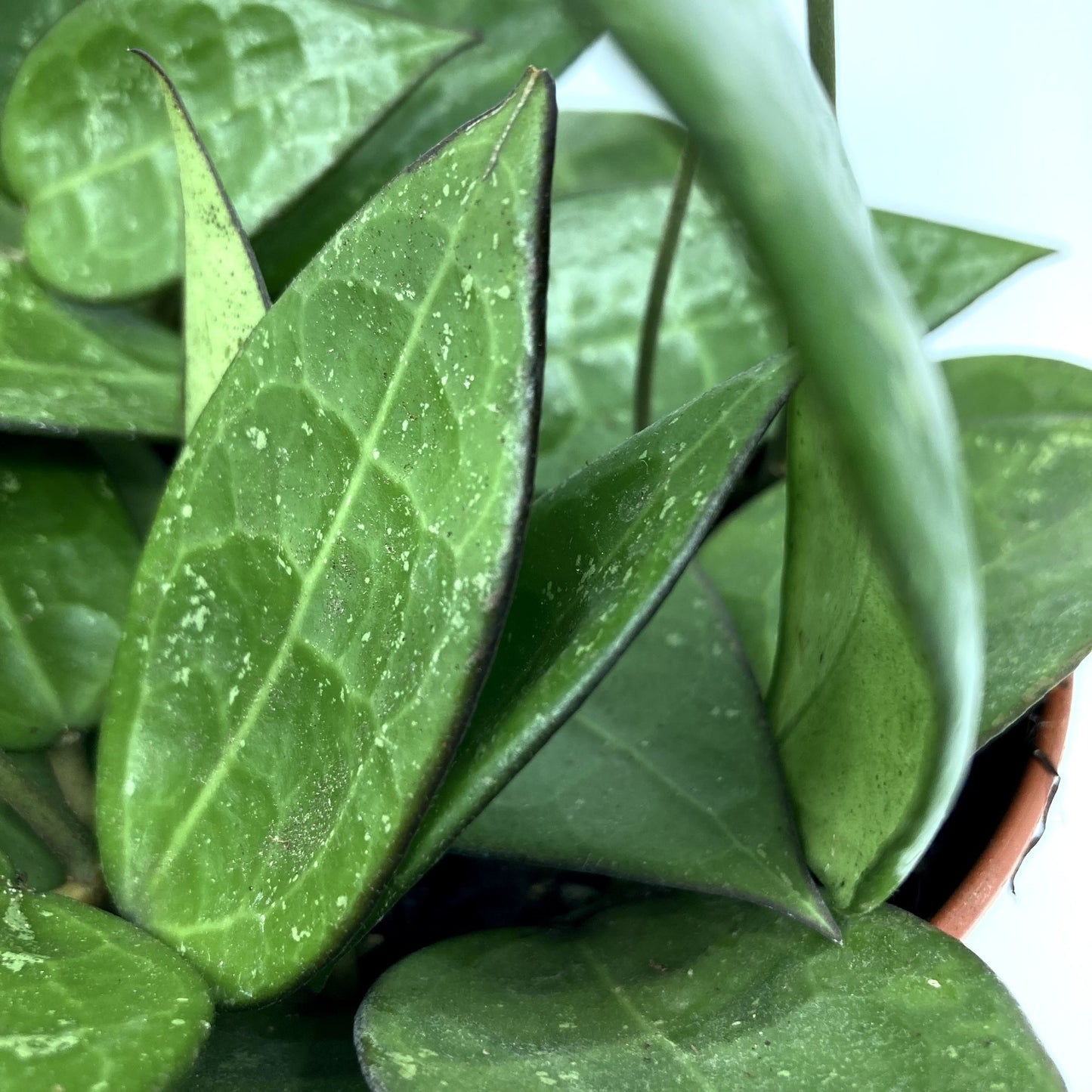 Hoya verticillata 'Black Edge'