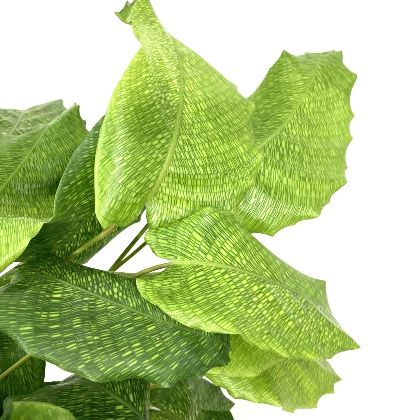 Goeppertia kegeljanii