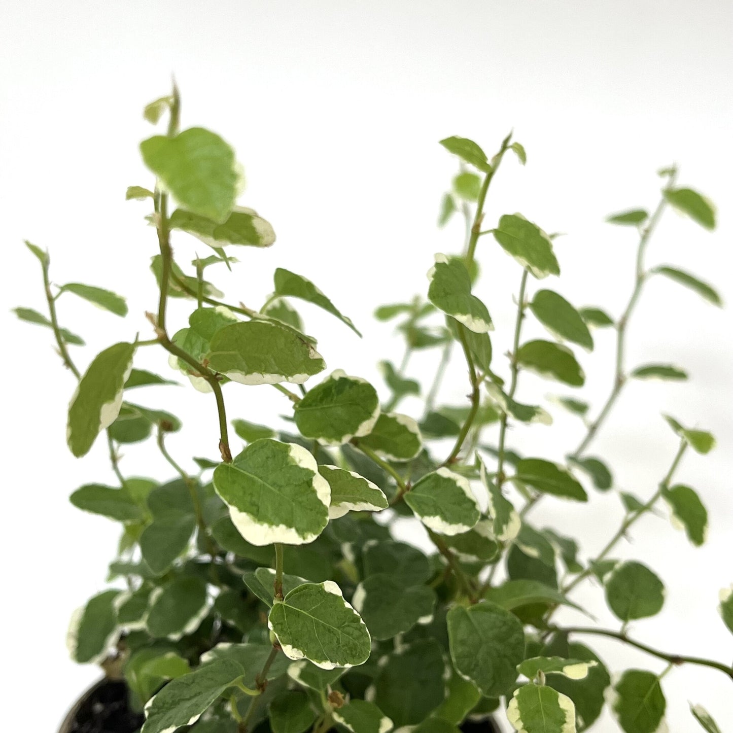 Ficus pumila 'White Sunny'