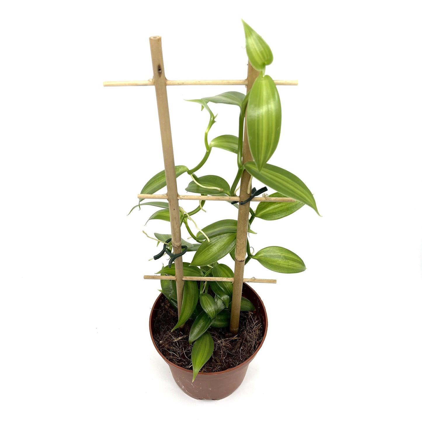 Vanilla planifolia variegata