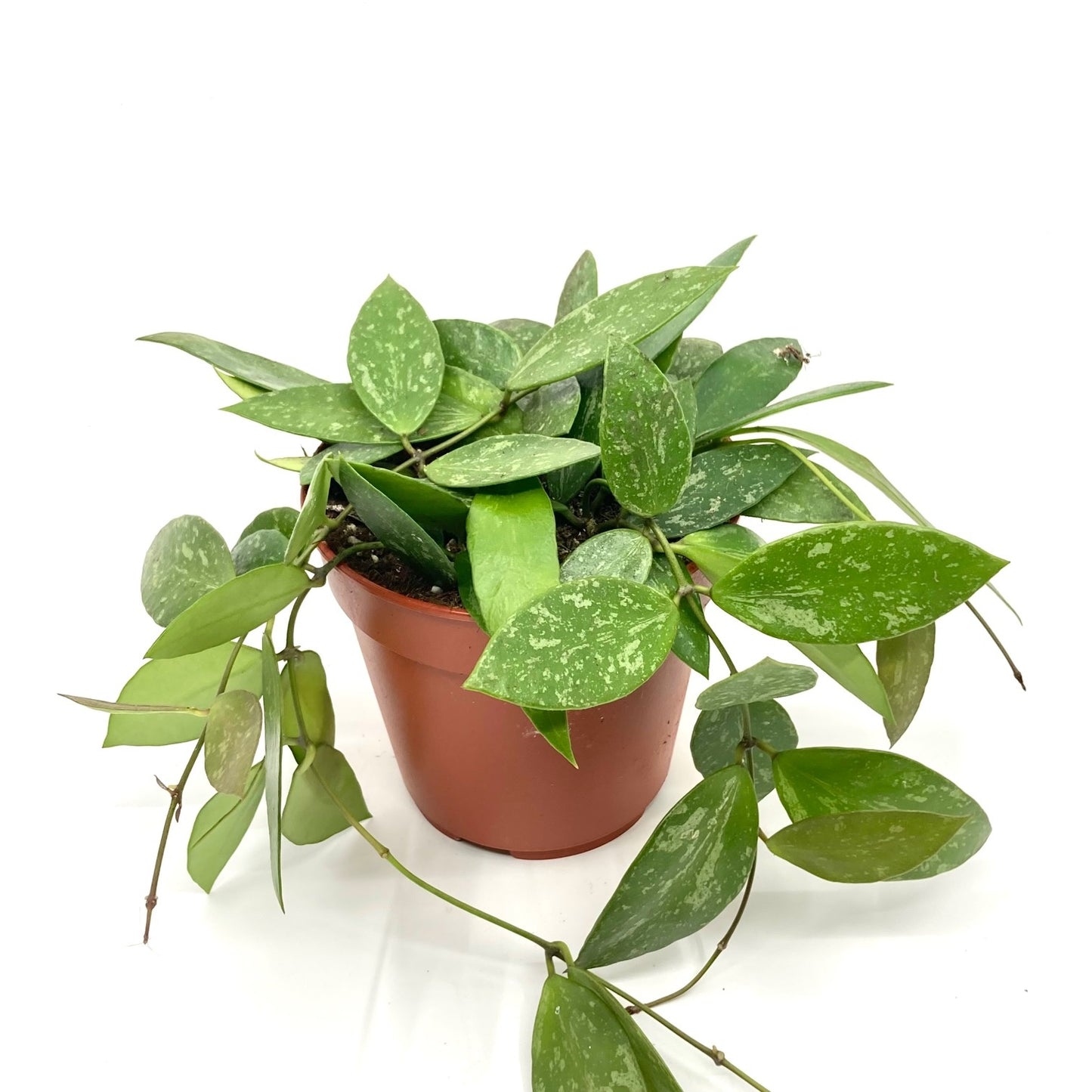 Hoya gracilis