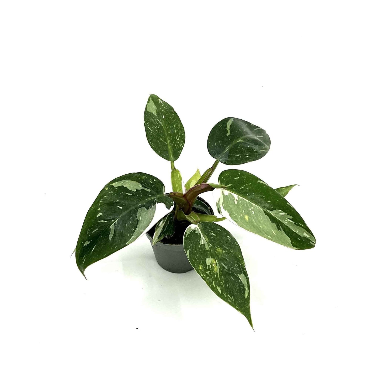 Philodendron erubescens 'White Princess'