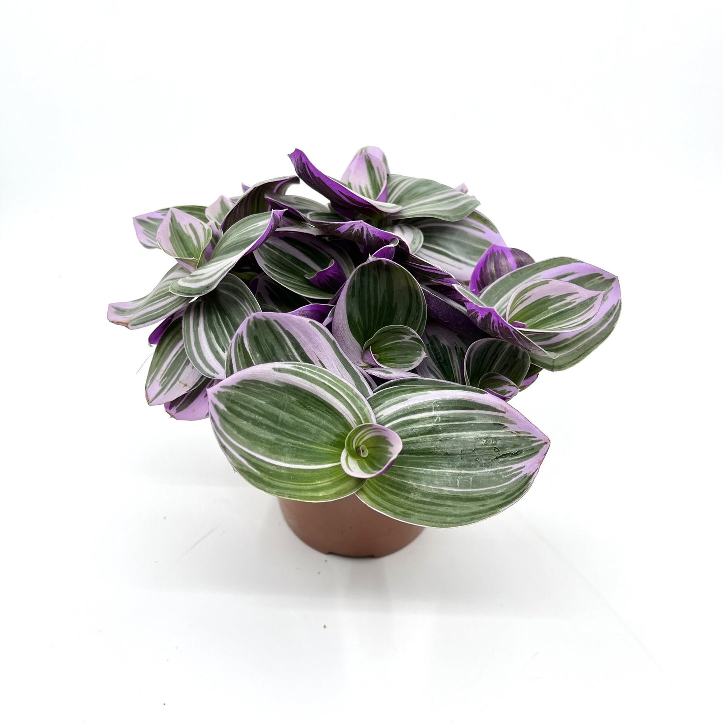 Tradescantia fluminensis 'Nanouk'