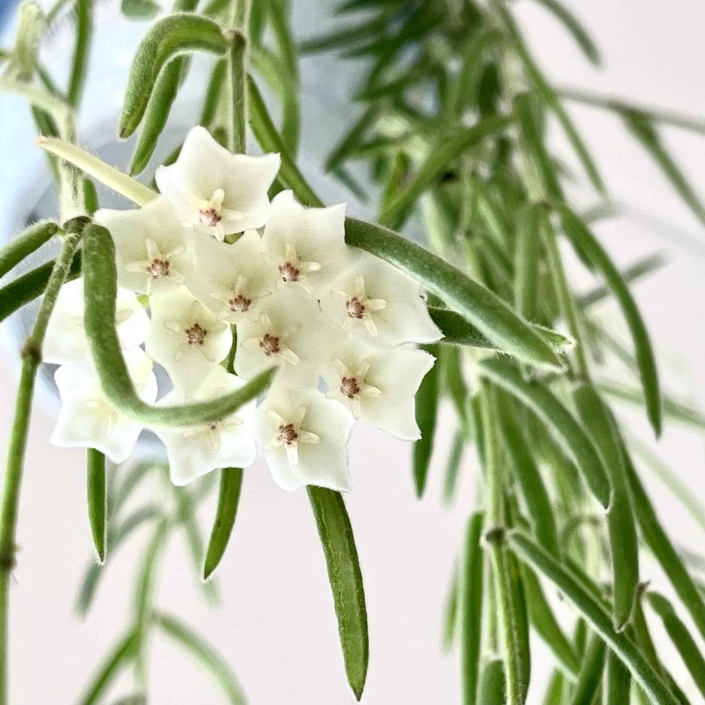 Hoya linearis