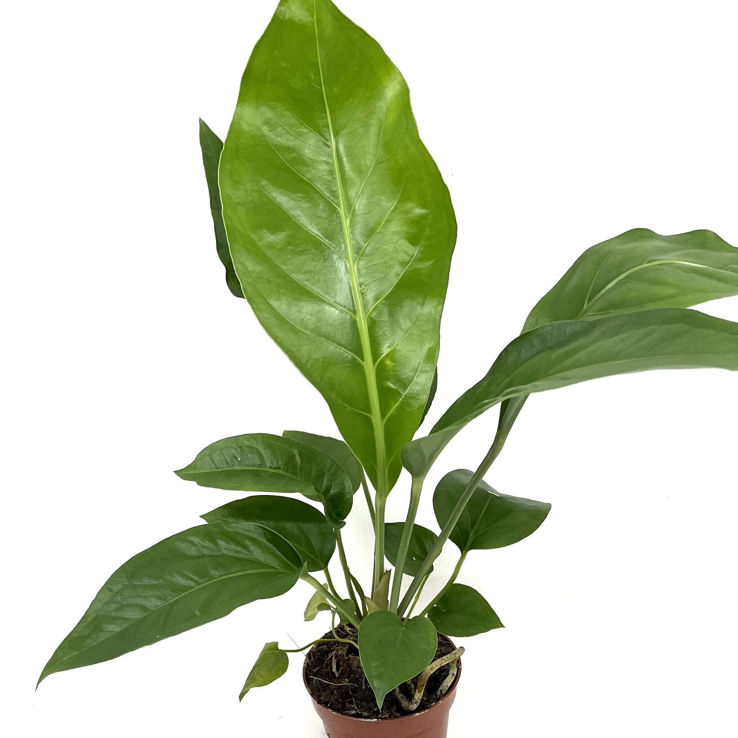 Anthurium plowmanii