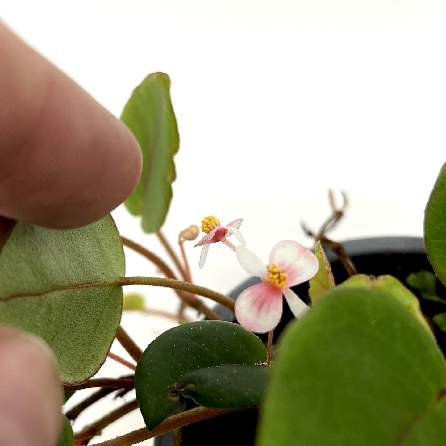 Begonia elaeagnifolia