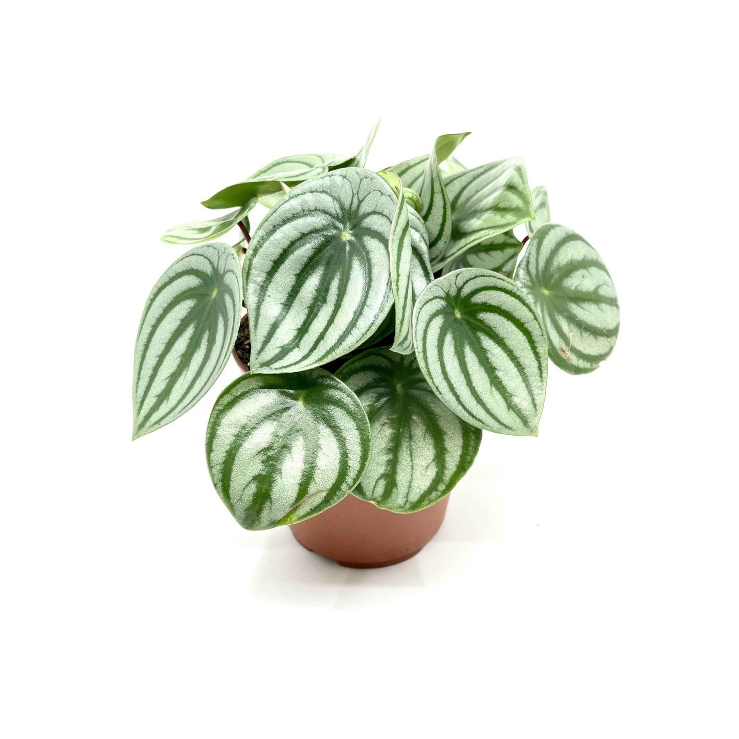Peperomia argyraea