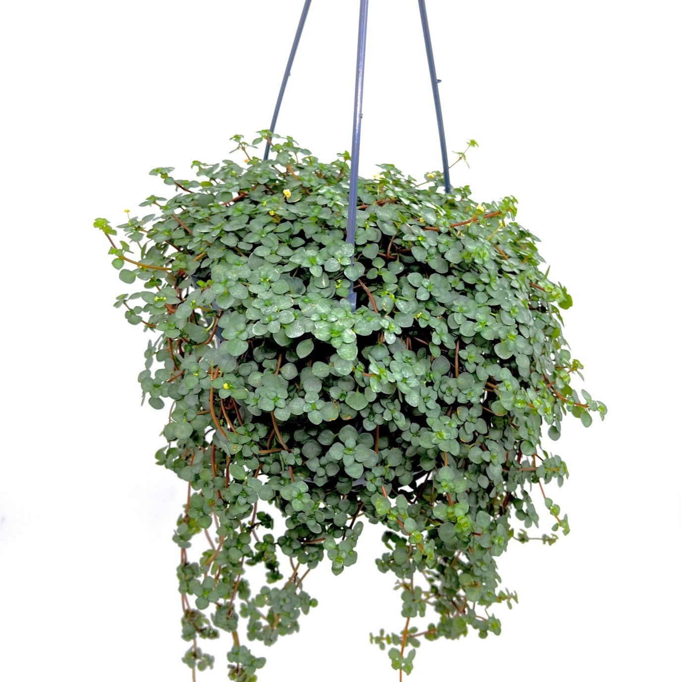 Pilea libanensis (syn Pilea glauca)