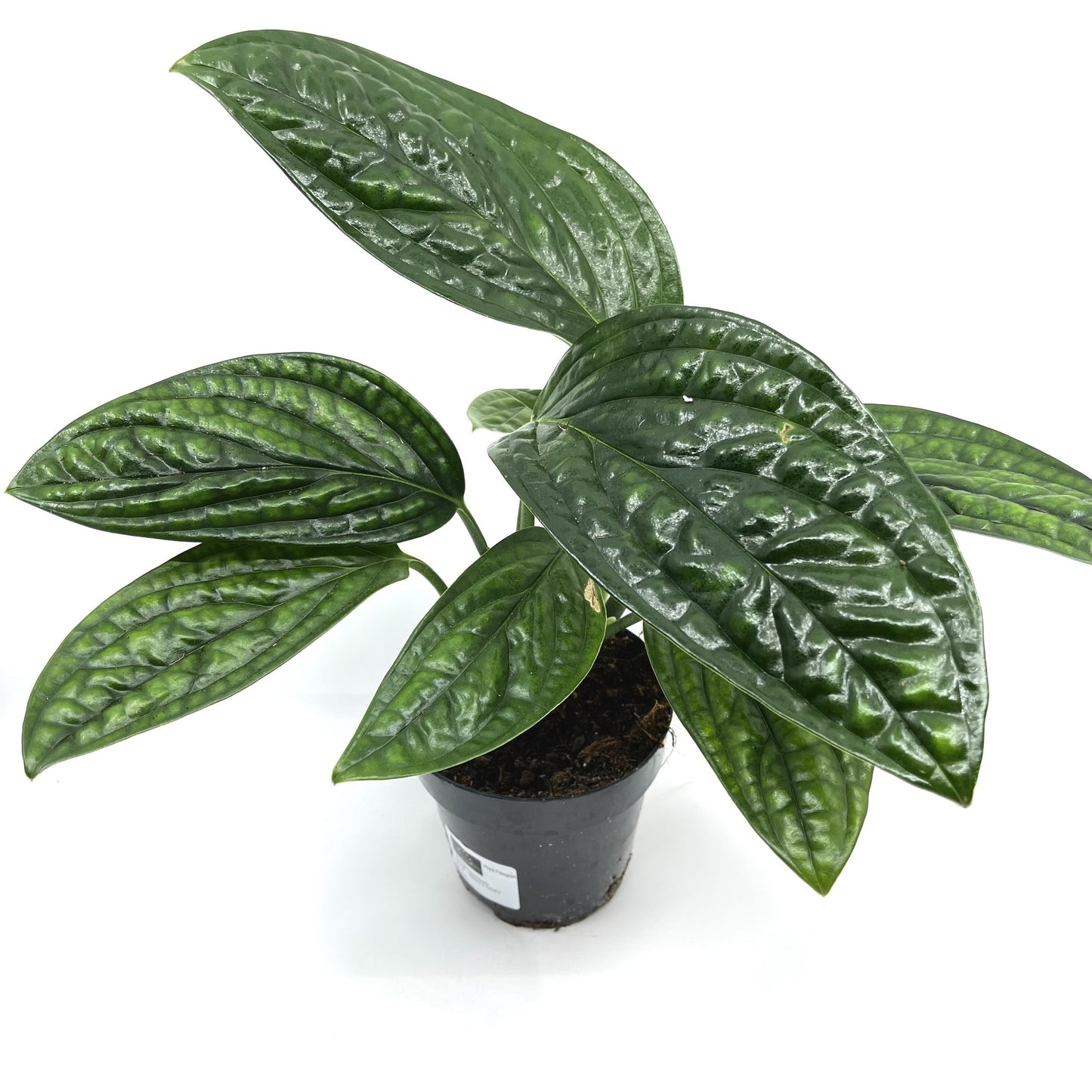 Monstera sp. Peru