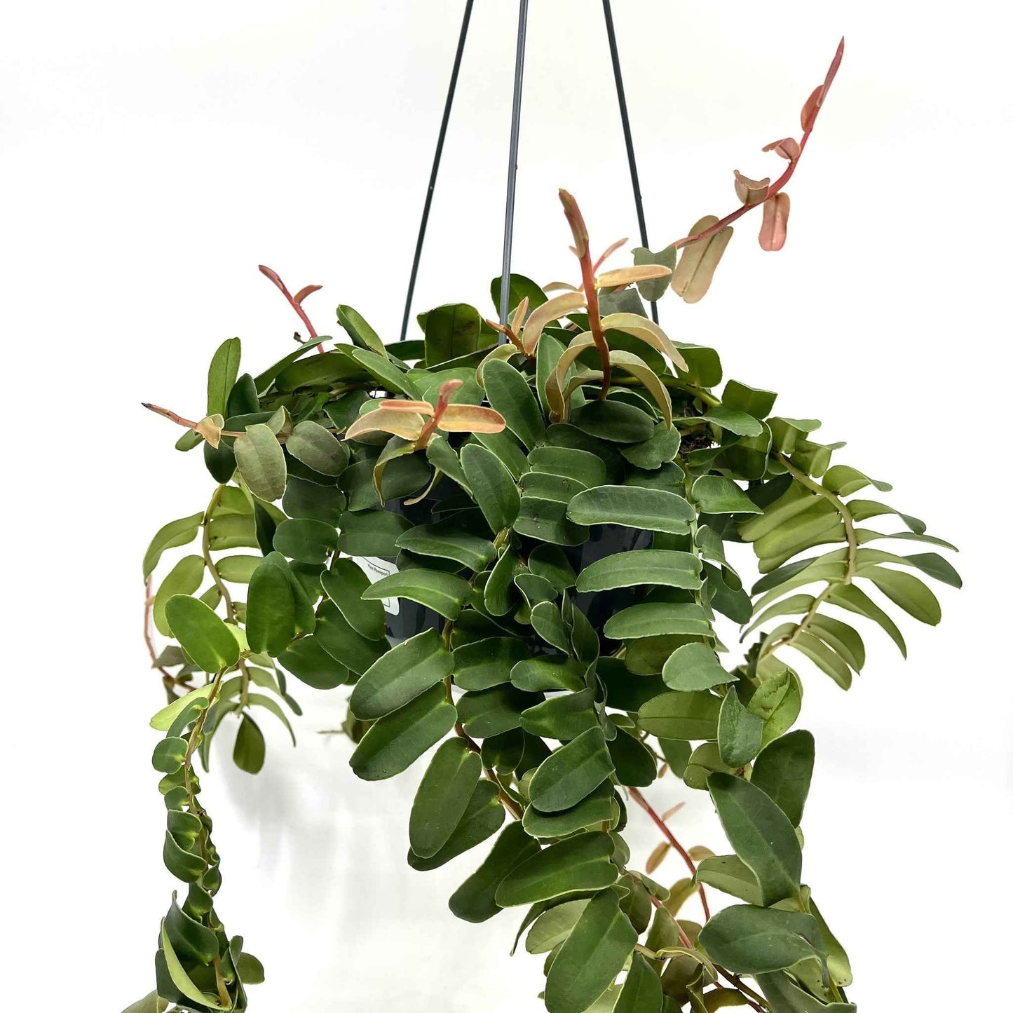 Marcgravia sintenisii