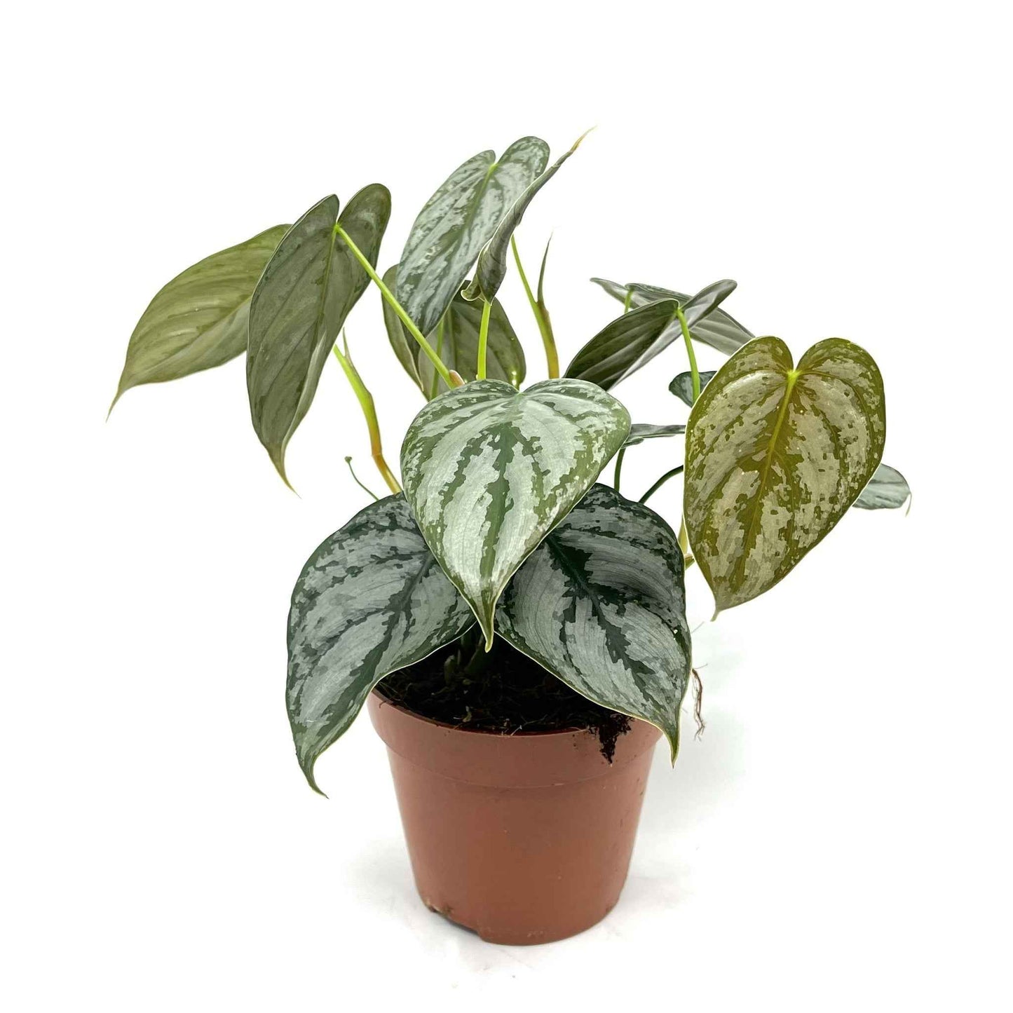 Philodendron brandtianum