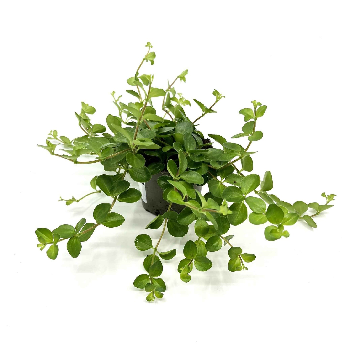 Peperomia rotundifolia