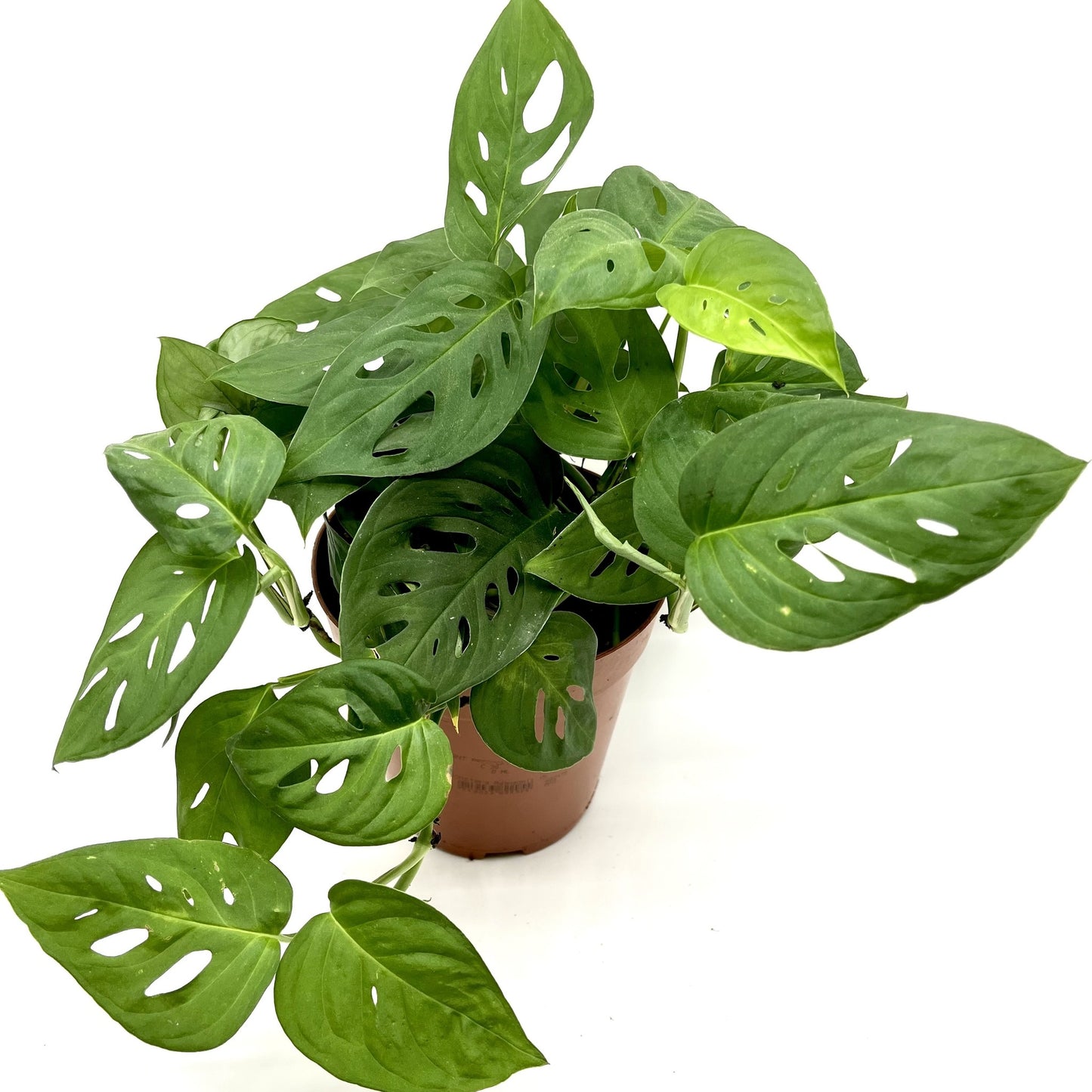 Monstera adansonii