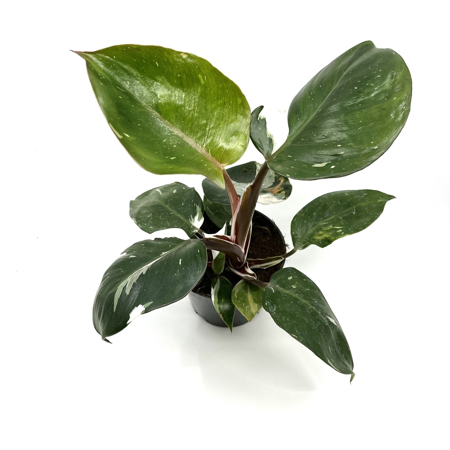Philodendron erubescens 'White Knight'