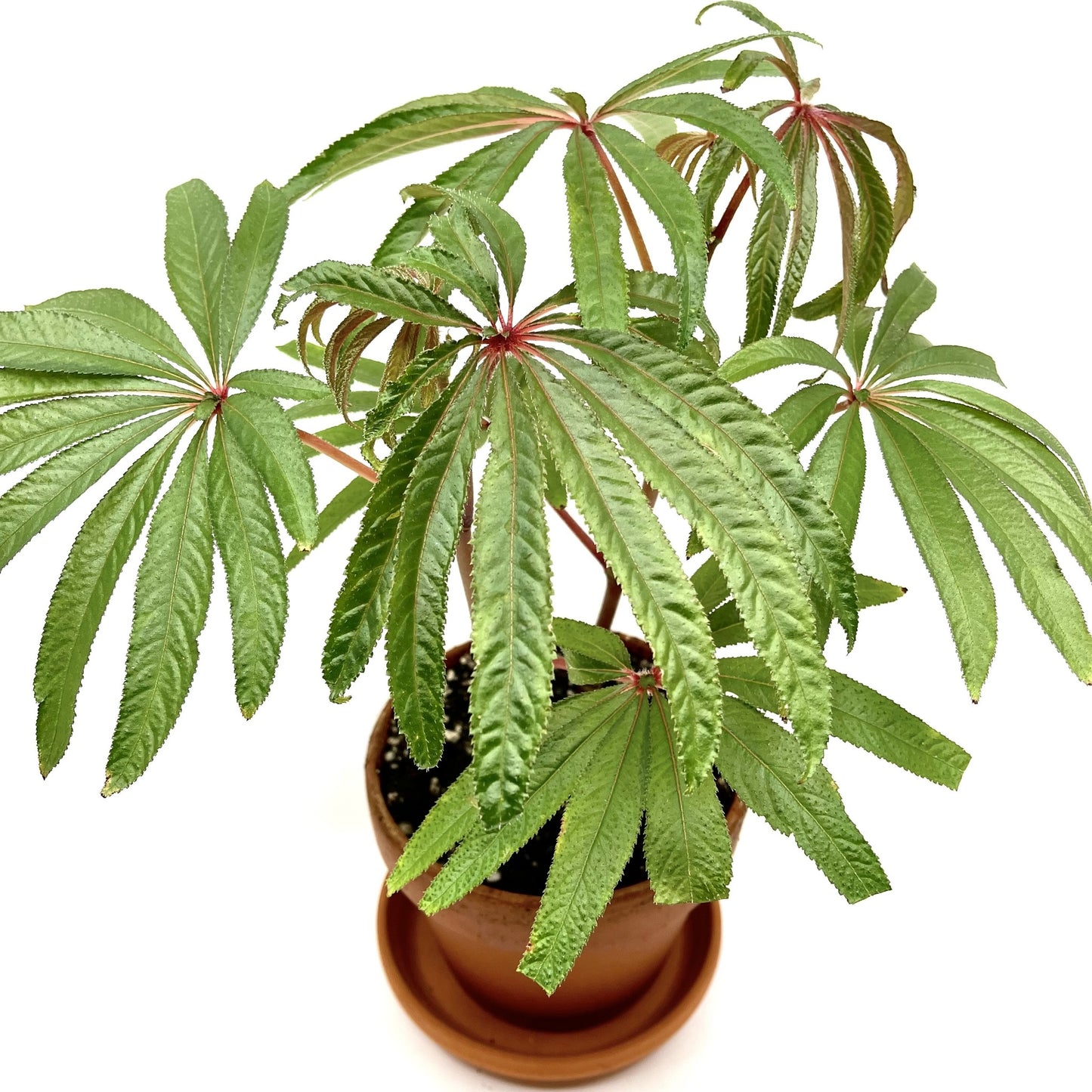 Begonia luxurians