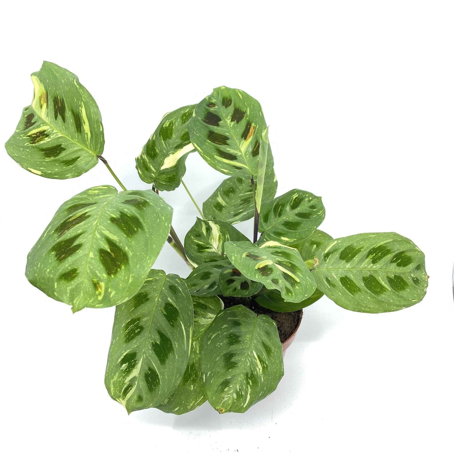 Maranta leuconeura 'Beauty Kim'