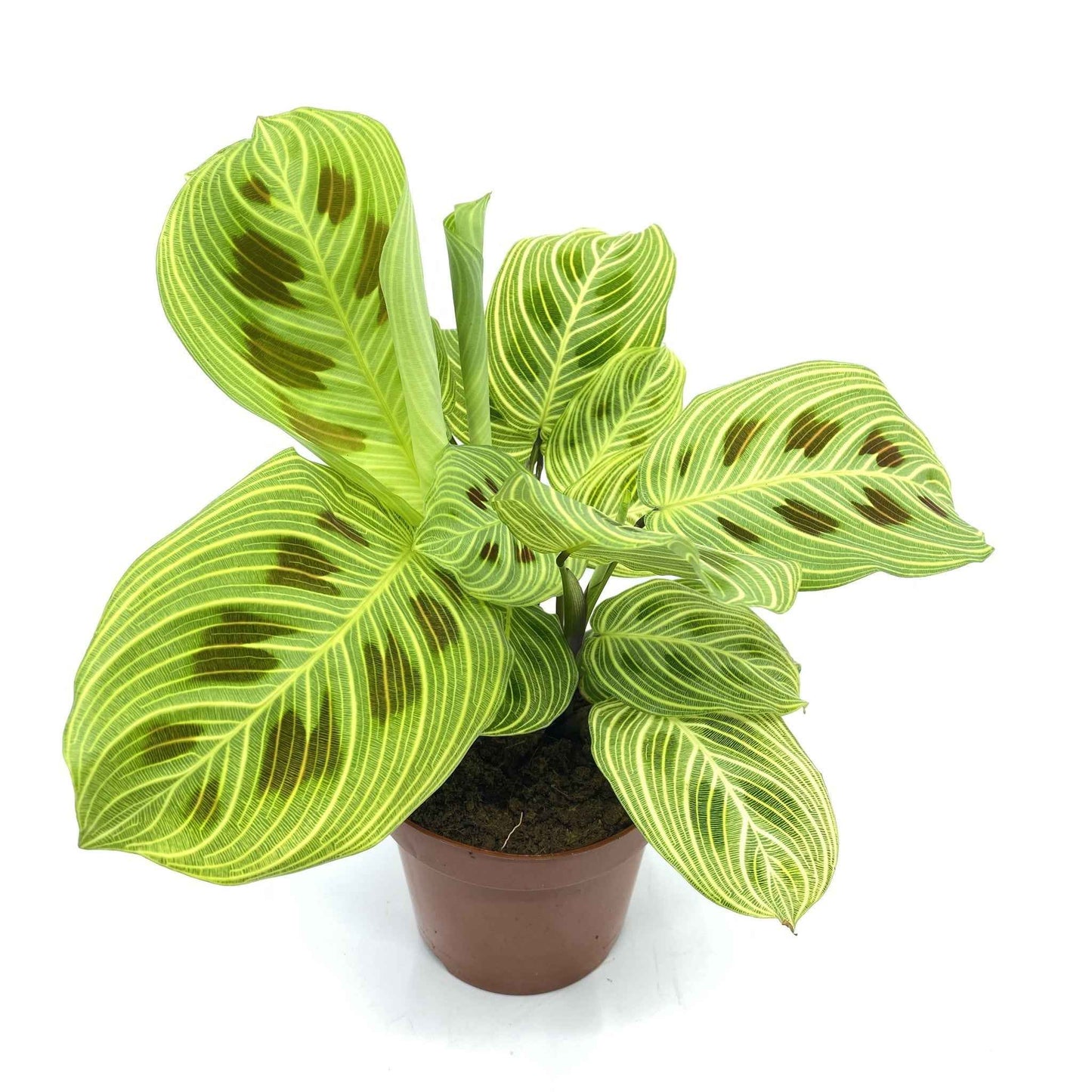 Maranta leuconeura ‘Light Veins’