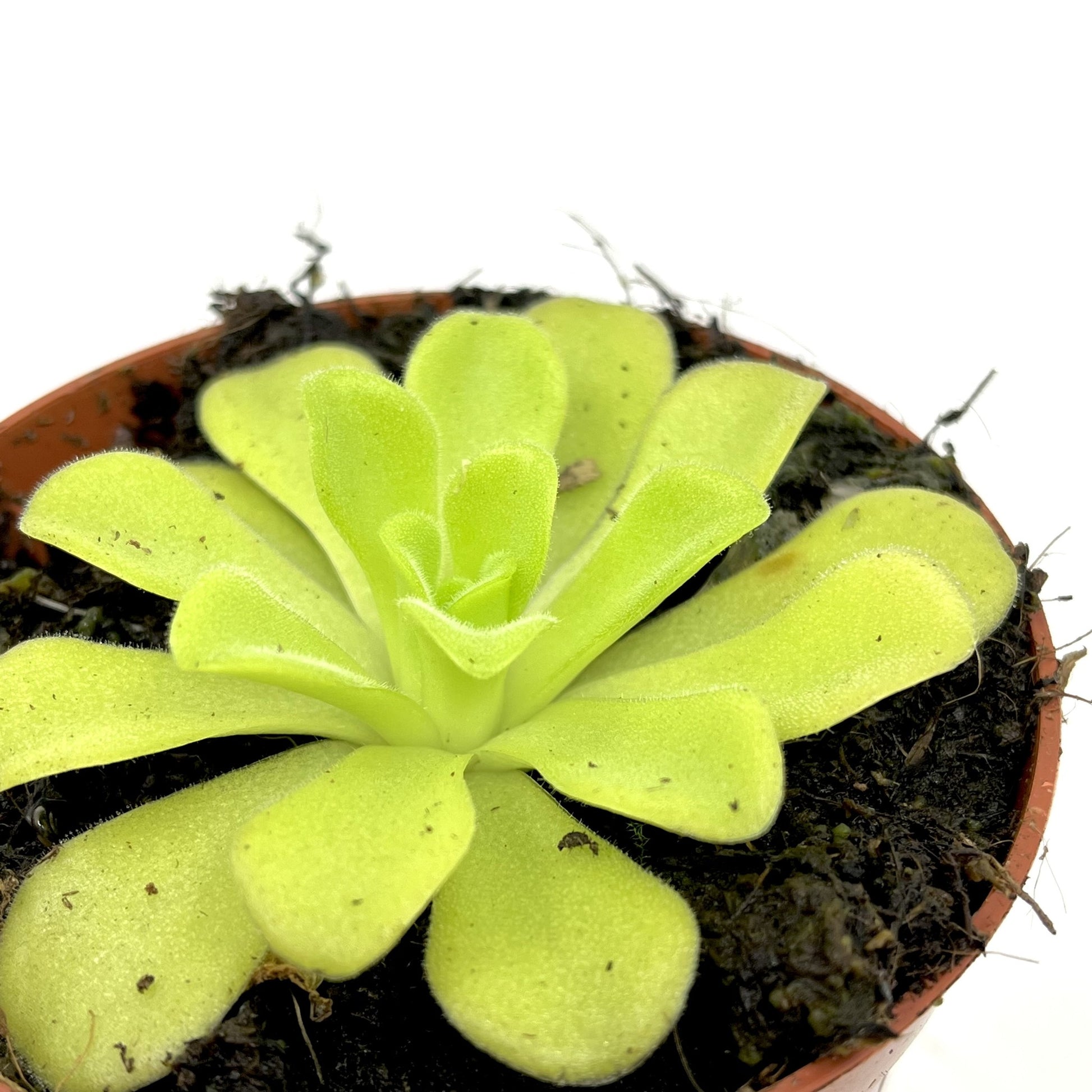 Pinguicula agnata - Spore Nursery