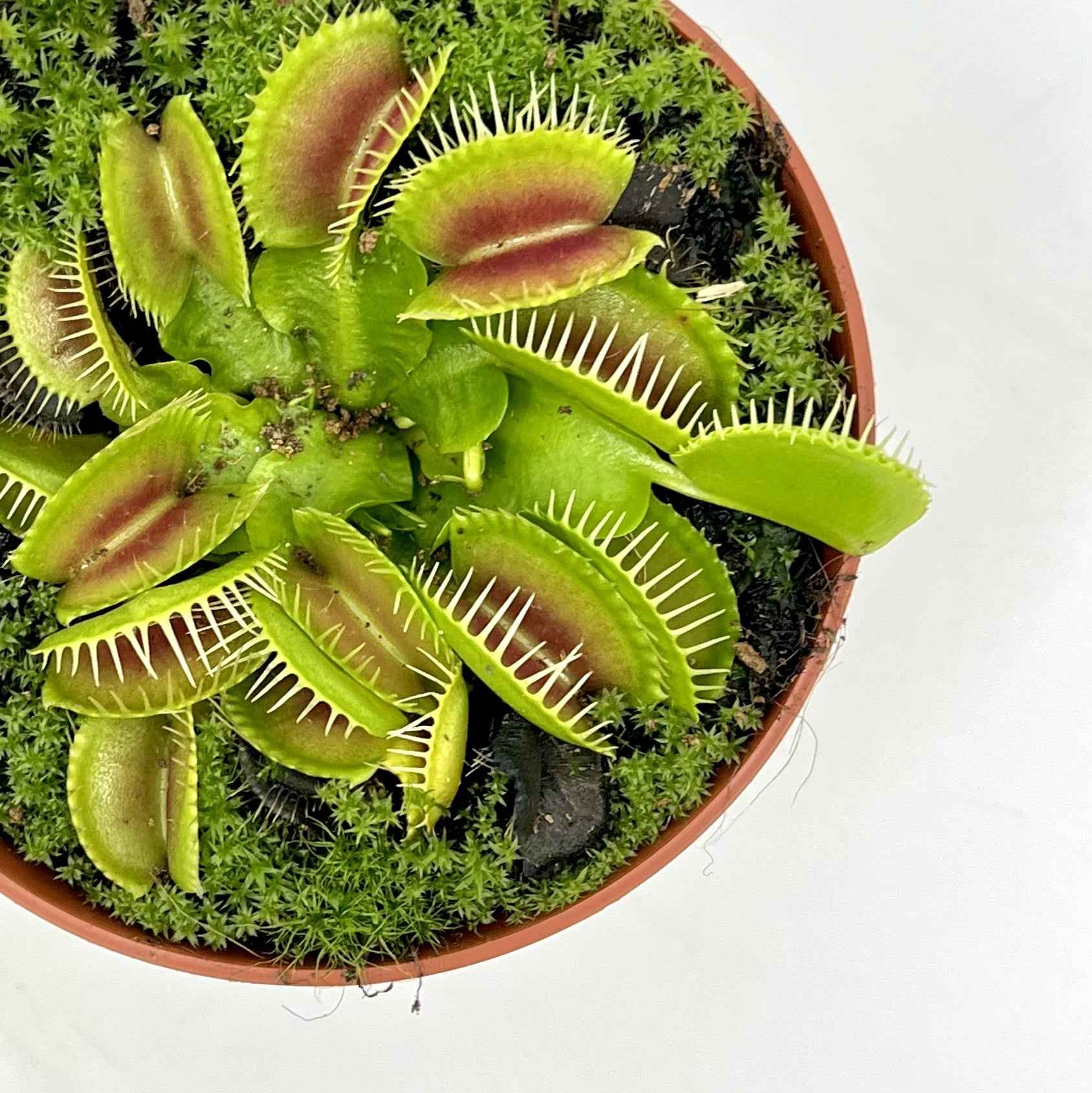 Dionaea muscipula