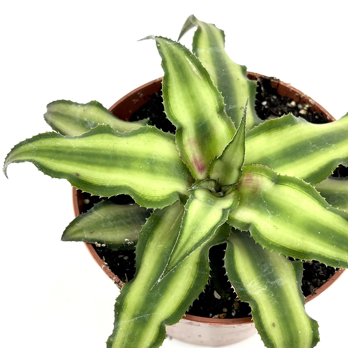 Cryptanthus bivittatus (groen)
